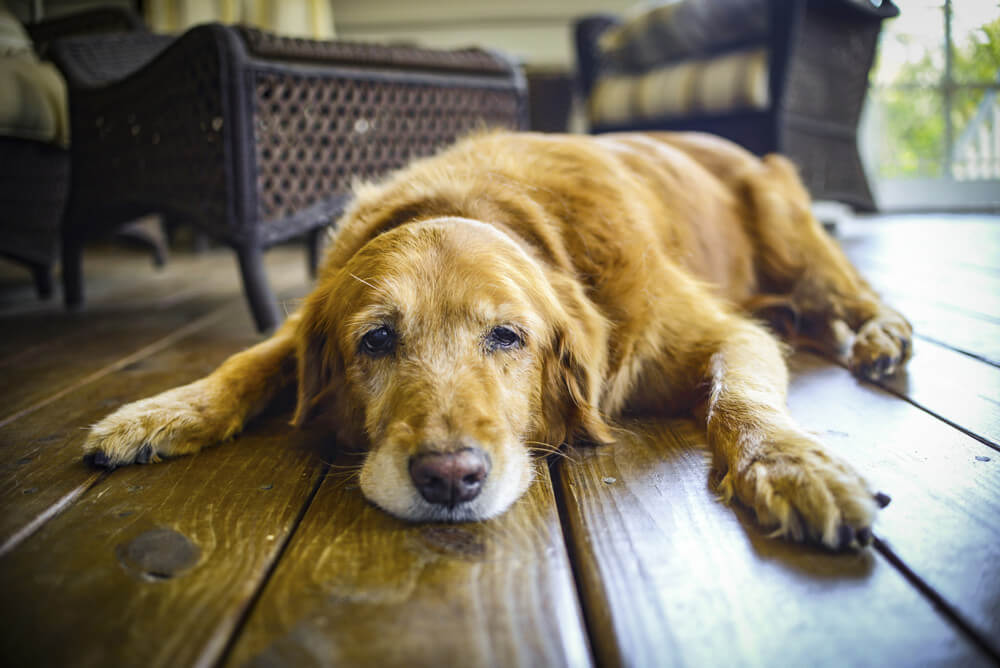 Senior dog