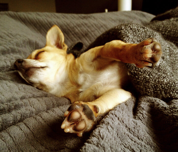 Dog in blankets