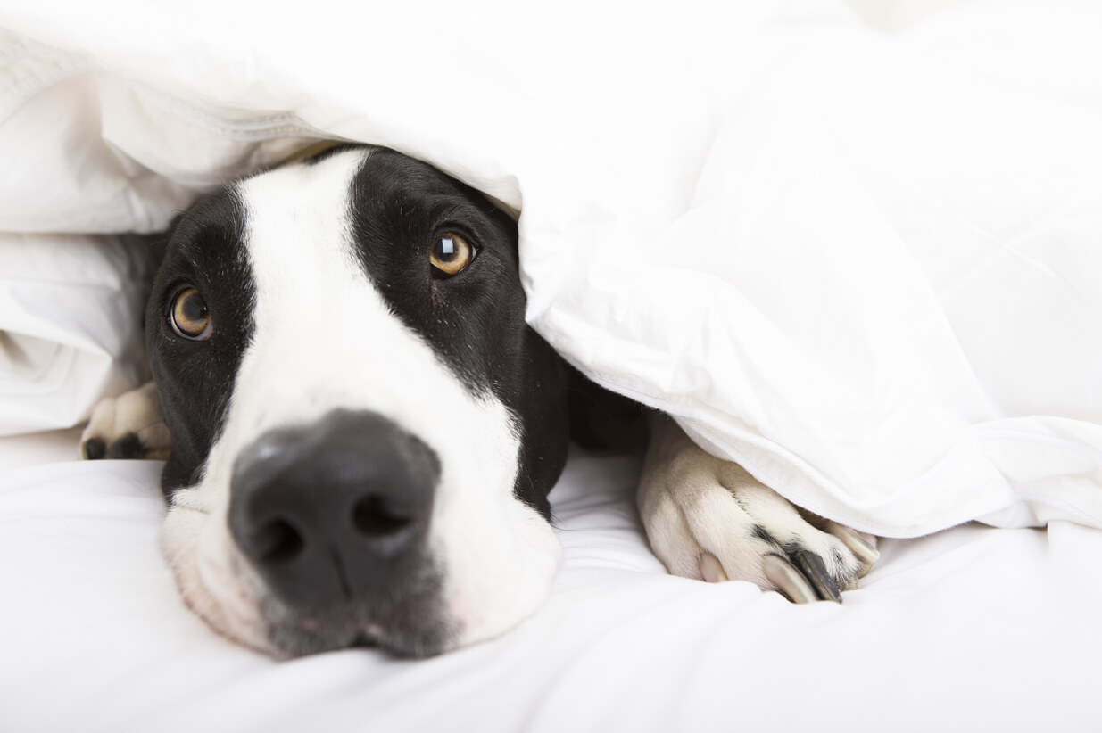 Black and White dog