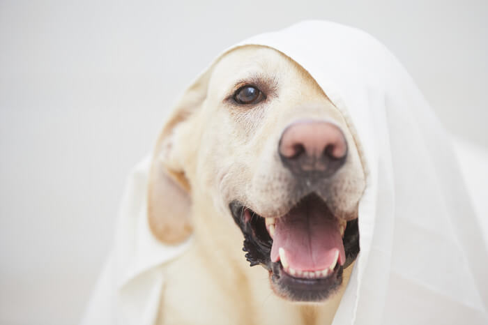 Labrador Retriever