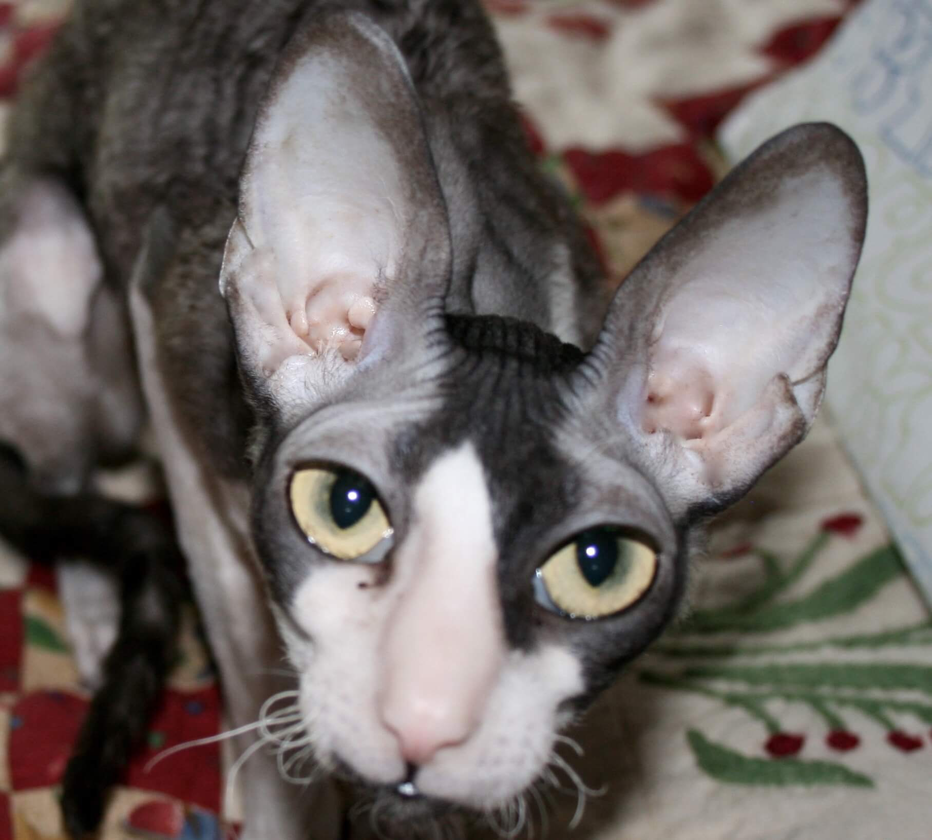 Hairless Cat
