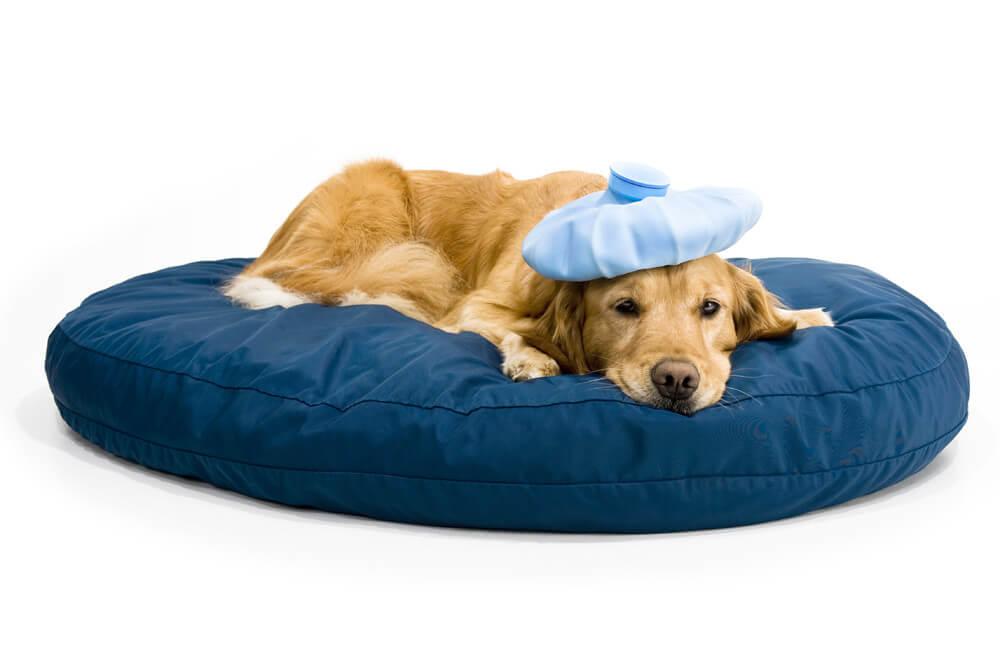 Sick dog