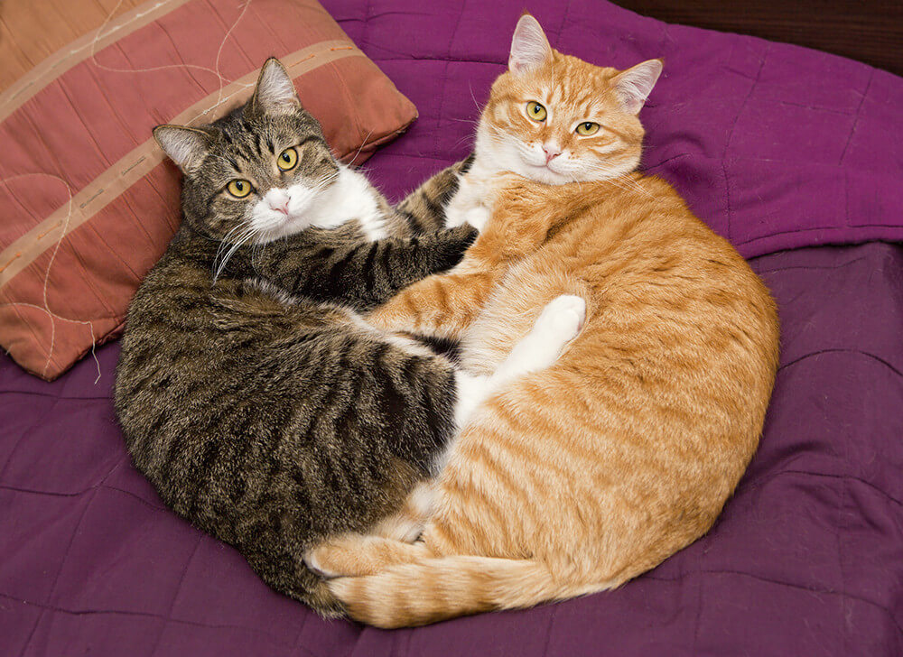 Dog and cat