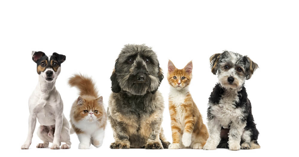 Various dogs