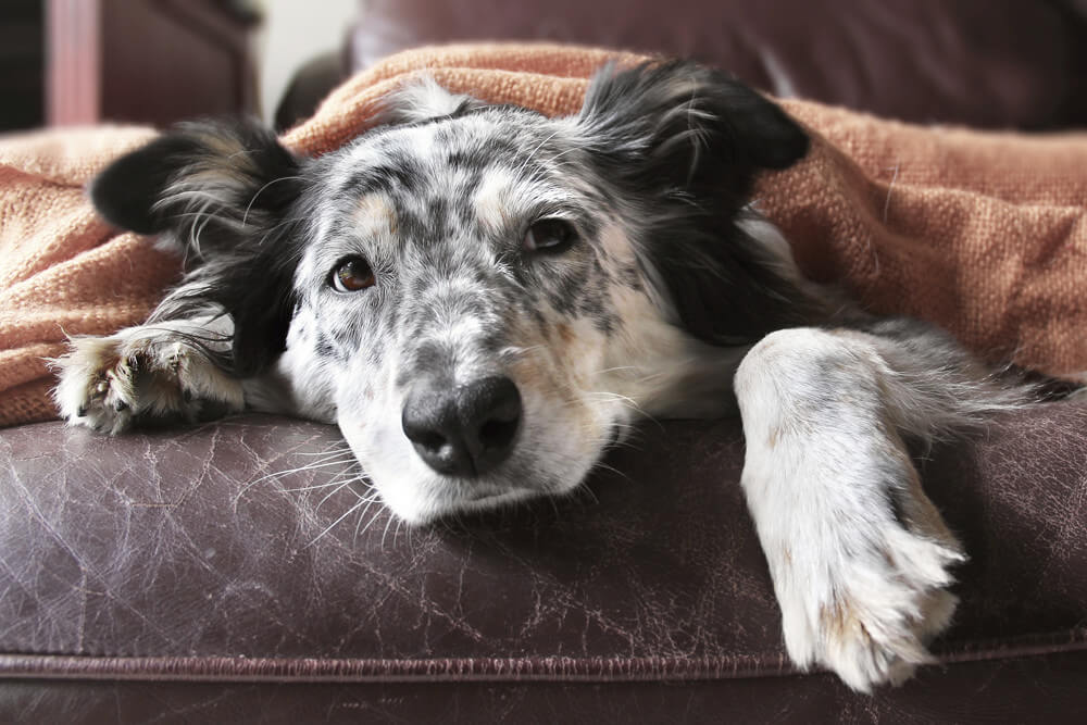Cute dog