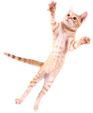 Cat Jumping